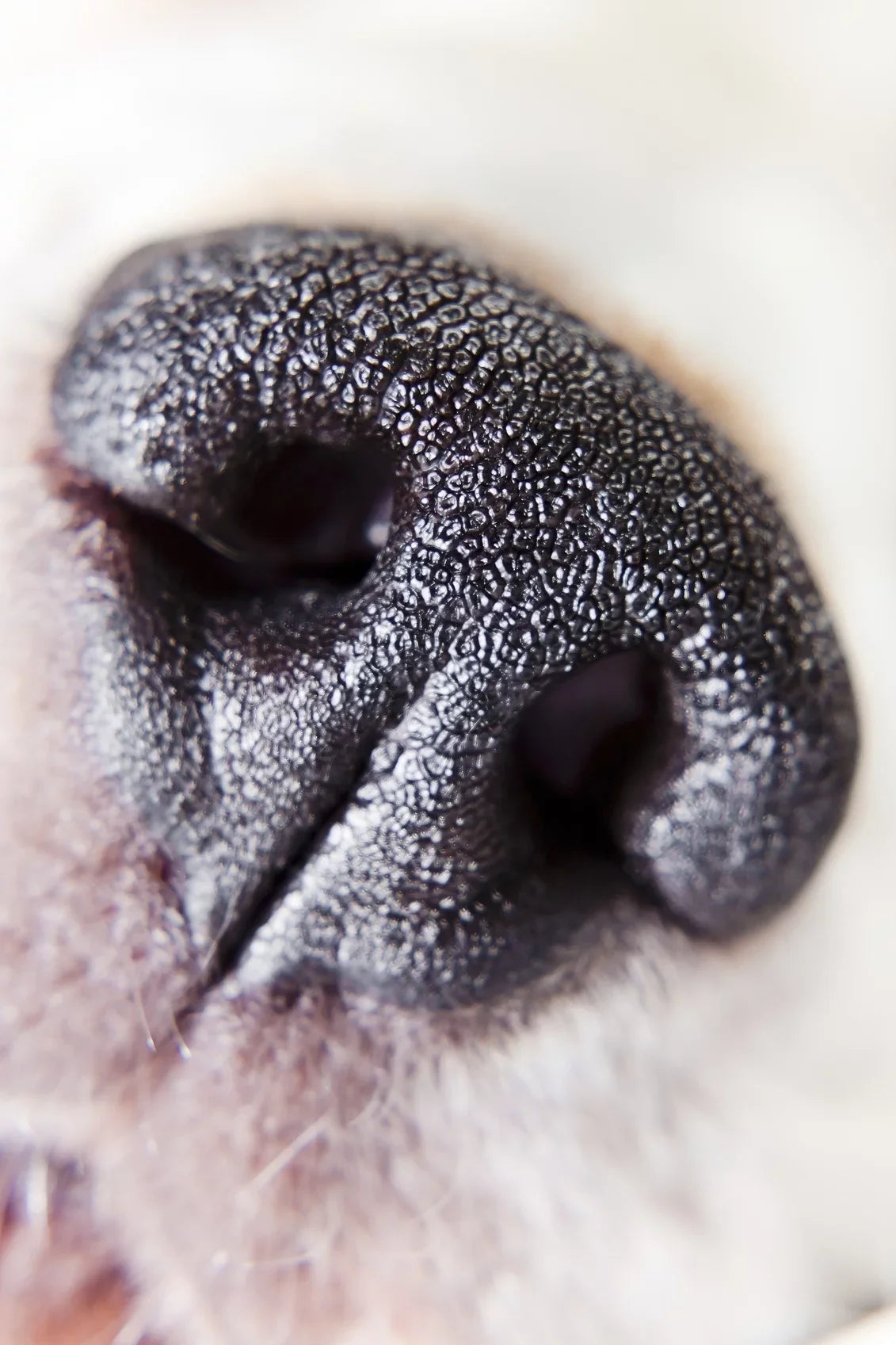 Olympus PEN E-PL6 10x High Definition 2 Element Close-Up (Macro) Lens (58mm)